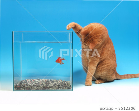 金魚をねらう猫の写真素材