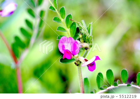 カラスノエンドウの花 5512219