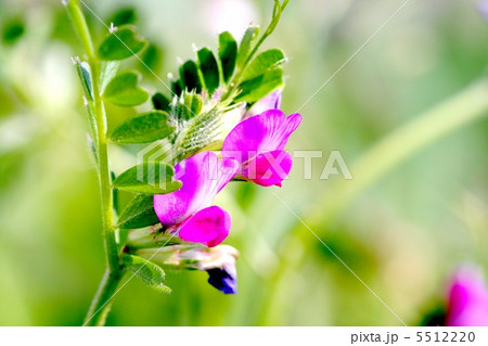 ヤハズエンドウの花 ヤハズエンドウの花 5512220