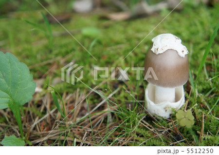 きのこ きのこ 5512250