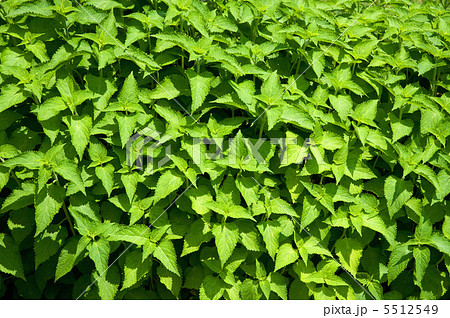 しそ しそ 5512549