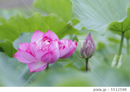 八重咲きの蓮の花 5512596