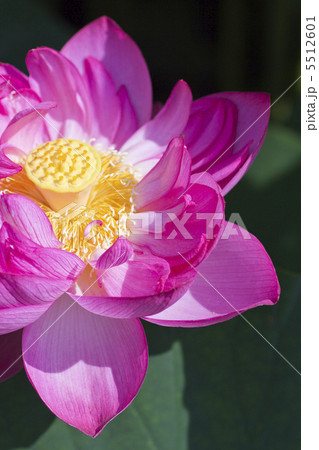 八重咲きの蓮の花 5512601