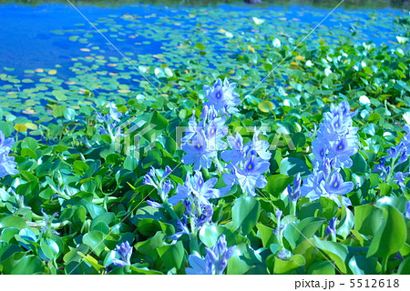 青い花の水草の写真素材