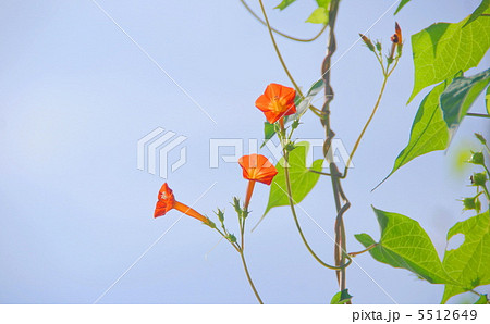 9月　マルバルコウソウ・ヒルガオ科09 5512649