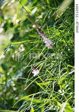 9月 ツルボ・ユリ科46 9月 ツルボ・ユリ科46 5512664