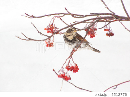 雪原でナナカマドを食するツグミ 雪原でナナカマドを食するツグミ 5512776