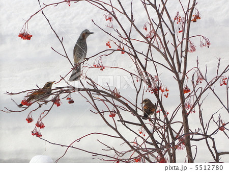 雪原でナナカマドを食するツグミとヒヨドリ 5512780