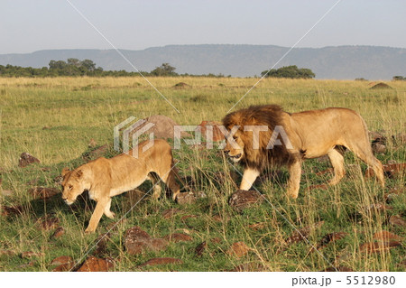 ケニアマサイマラ　ライオンの夫婦 5512980