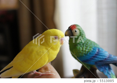 黄色いインコ 5513005