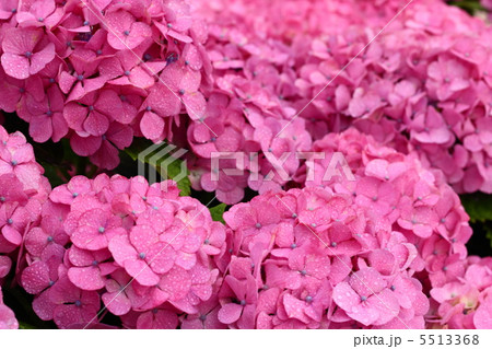 紫陽花ピンク 5513368