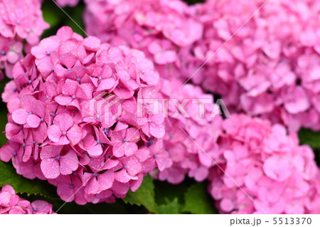 紫陽花ピンク2 5513370