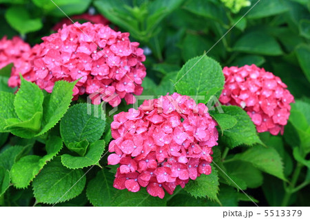 紫陽花ピンク3 5513379