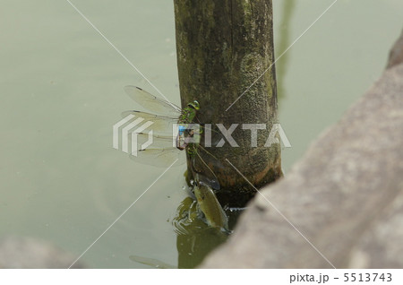 奇跡のカット(ギンヤンマの産卵にアタック!) 奇跡のカット(ギンヤンマの産卵にアタック!) 5513743