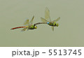 ギンヤンマの連結飛翔 5513745