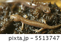 トウキョウサンショウウオ② 5513747
