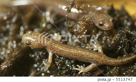 トウキョウサンショウウオ② 5513747