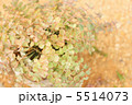 ミセバヤ 5514073