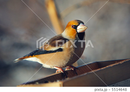 grosbeak perched on a birdfeeder grosbeak perched on a birdfeeder 5514648