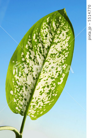 spotted leaf spotted leaf 5514770