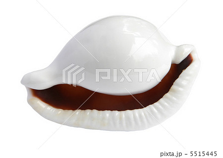 sea shell sea shell 5515445