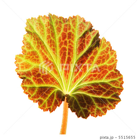 young leaf young leaf 5515655
