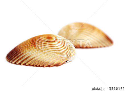 sea shell sea shell 5516175