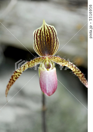 パフィオペディラム・トランスバール 5516956