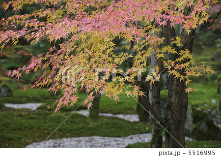 光明禅寺 5516995