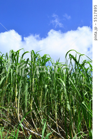 さとうきび畑 さとうきび畑 5517895