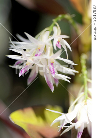 デンドロビューム・アメジストグロッサム 5517987