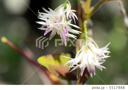 デンドロビューム・アメジストグロッサム 5517988