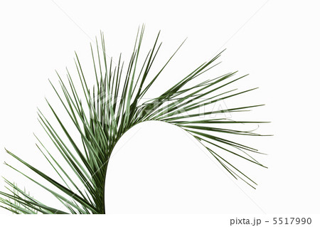 シュロの木 5517990