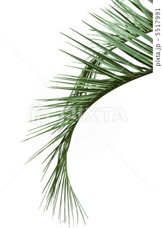 シュロの木 5517991