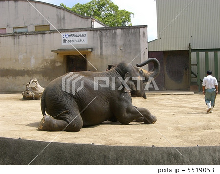 お座りするゾウ 5519053