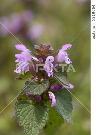 かわいい姫踊子草 かわいい姫踊子草 5519064