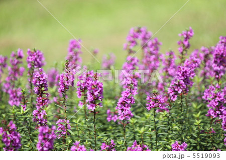 ミソハギ 5519093