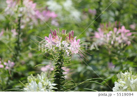 クレオメの花 5519094