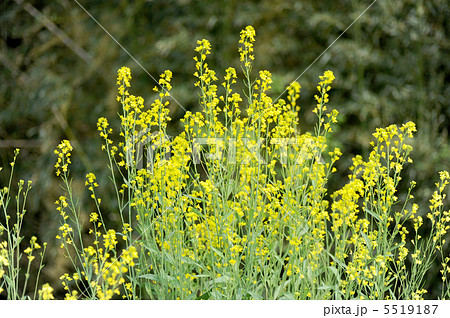 カラシナ カラシナ 5519187