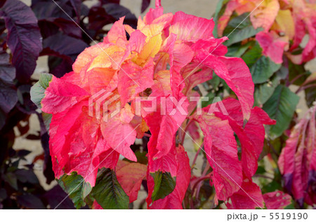 ハゲイトウ 5519190