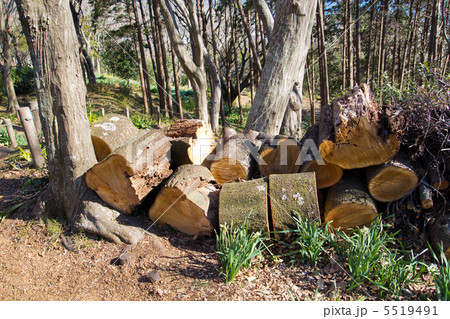 積まれた丸太 5519491