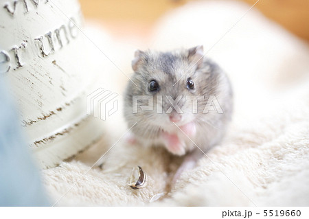 ジャンガリアンハムスター 5519660