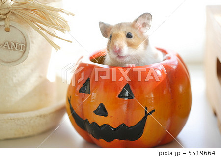 ジャンガリアンハムスターのハロウィンイメージ 5519664