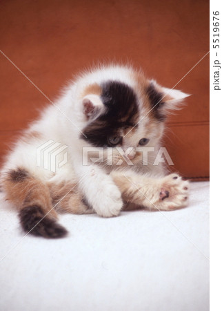 三毛猫 5519676