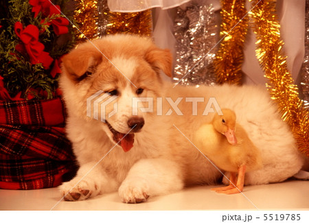 仔犬のクリスマスイメージ 5519785