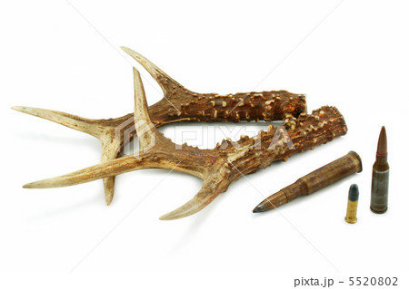 Pair of deer antlers and bullets 5520802