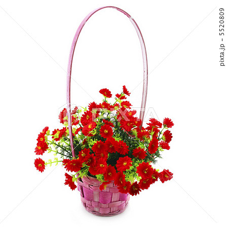 Hanging Basket with Flowers Isolated Hanging Basket with Flowers Isolated 5520809