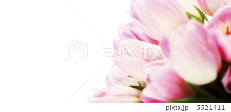 tulips tulips 5521411