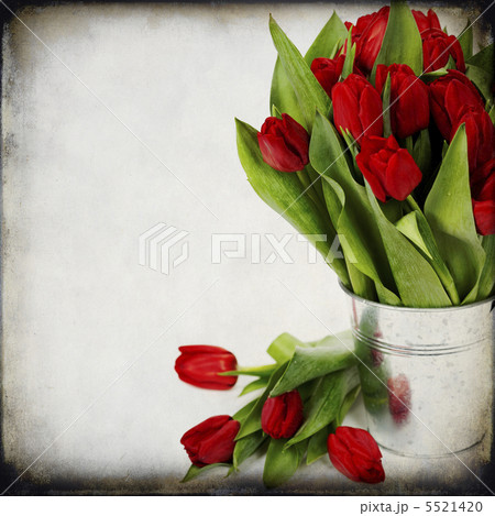 red tulips red tulips 5521420