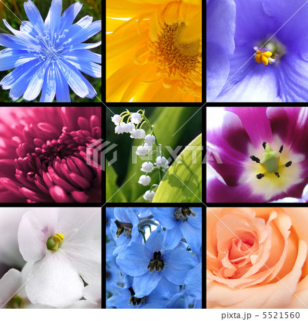 Flowers collage Flowers collage 5521560